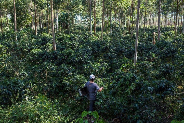 Climate Smart Coffee